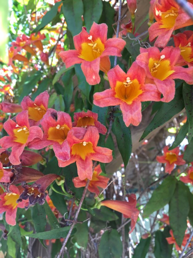 Crossvine for hummingbirds