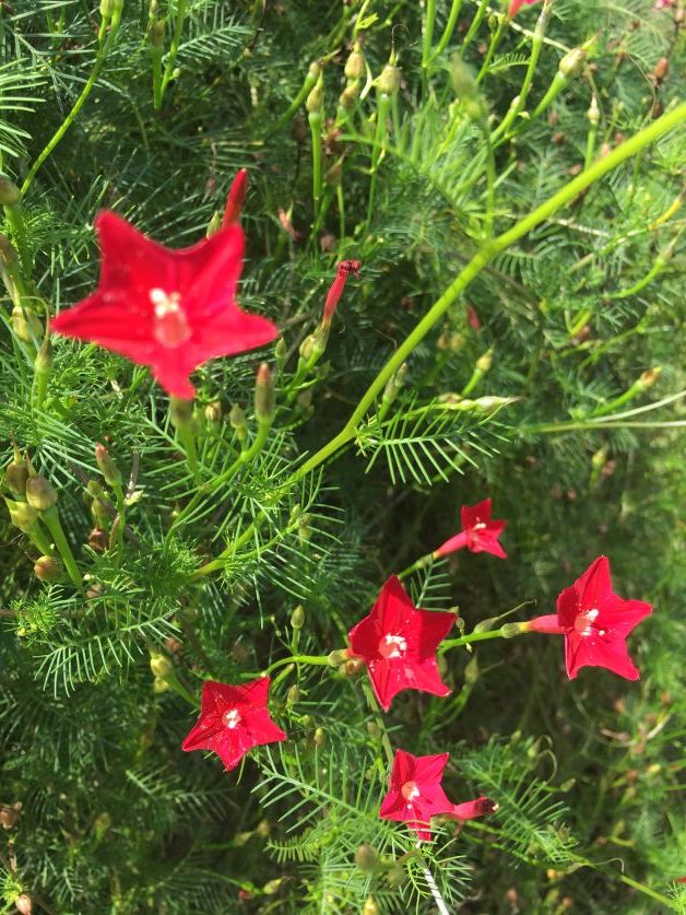 cypress vine for hummingbirds