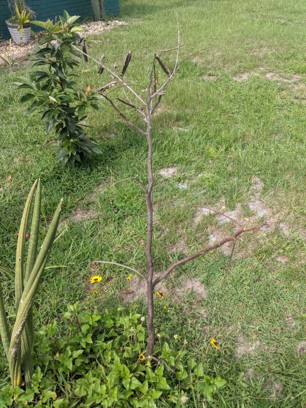 dead candlestick tree