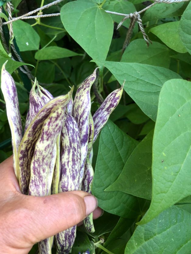 How to Grow Beans in Florida