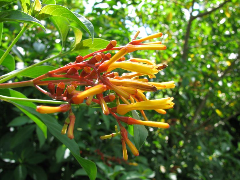 firebush for hummingbirds