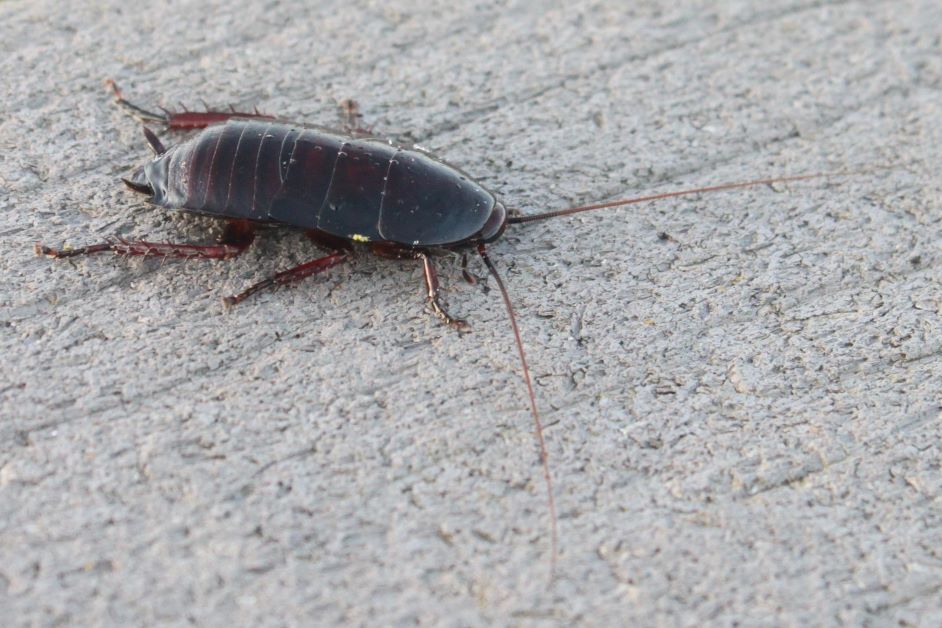 cockroach vs. palmetto bug
