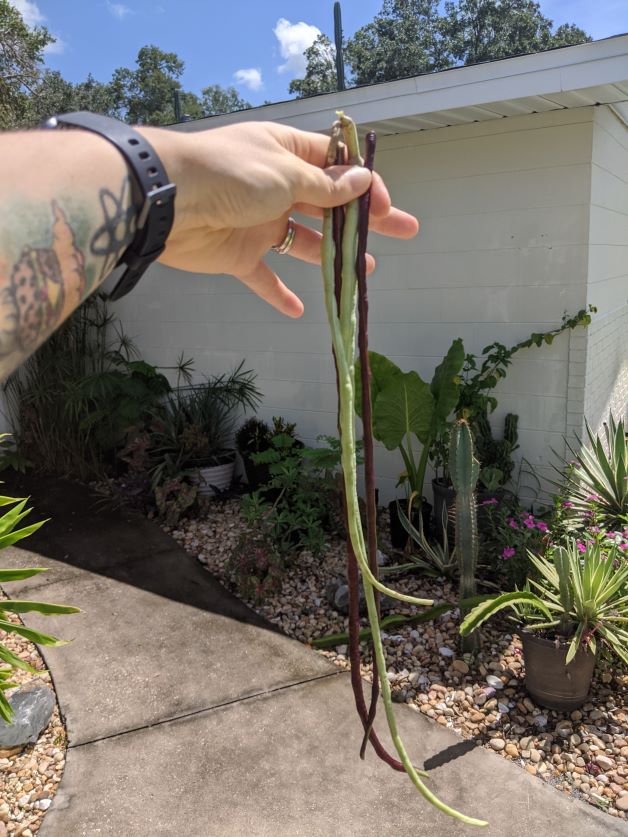 green and red noodle beans