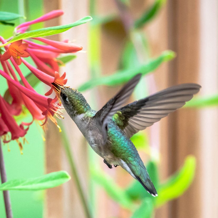 florida native plants for humminbirds