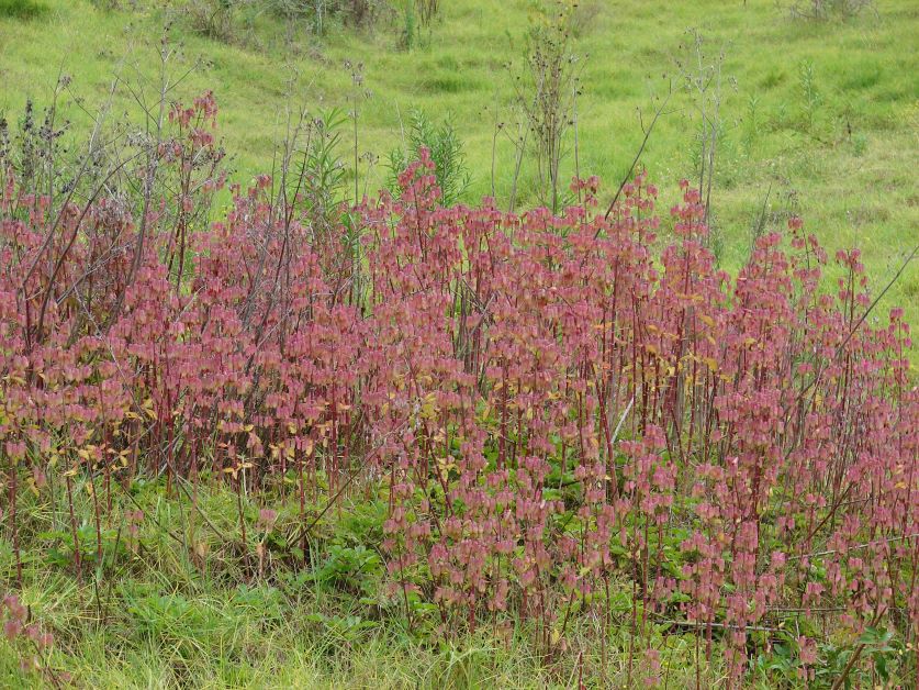 invasive jamaican leaf of life