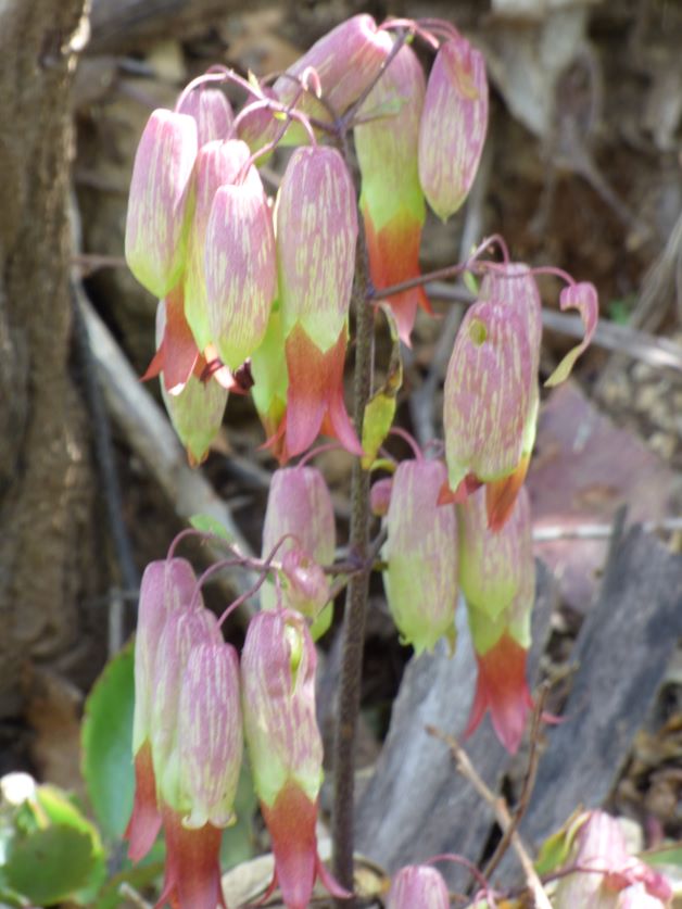 leaf of life flowers