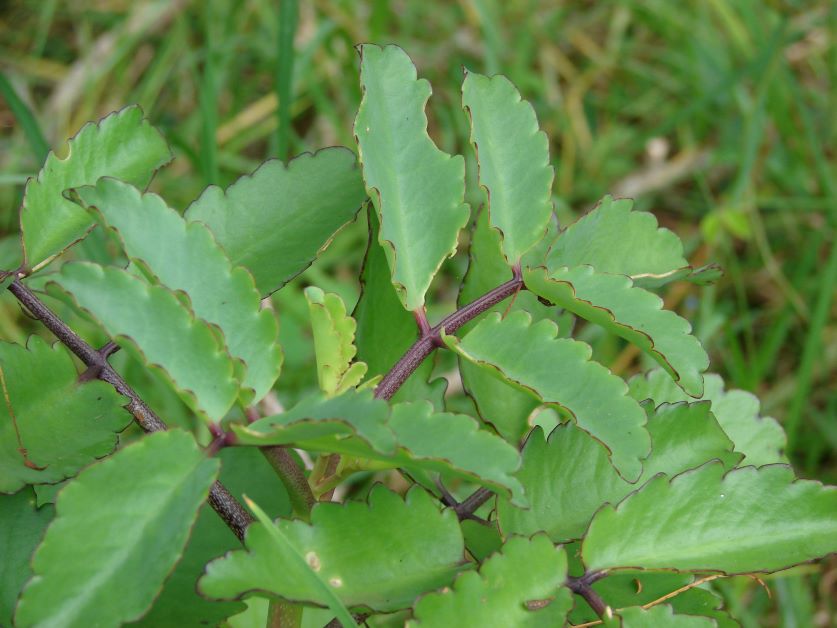 cathedral bells plant