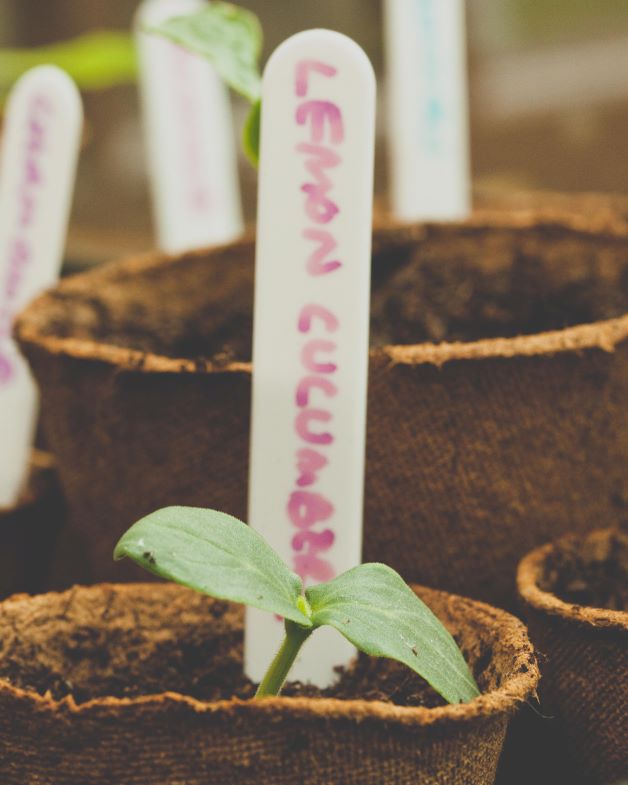 lemon cucumber seedling