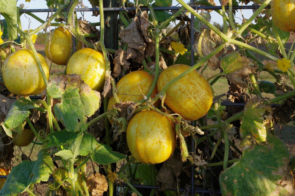 lemon cucumber trellis