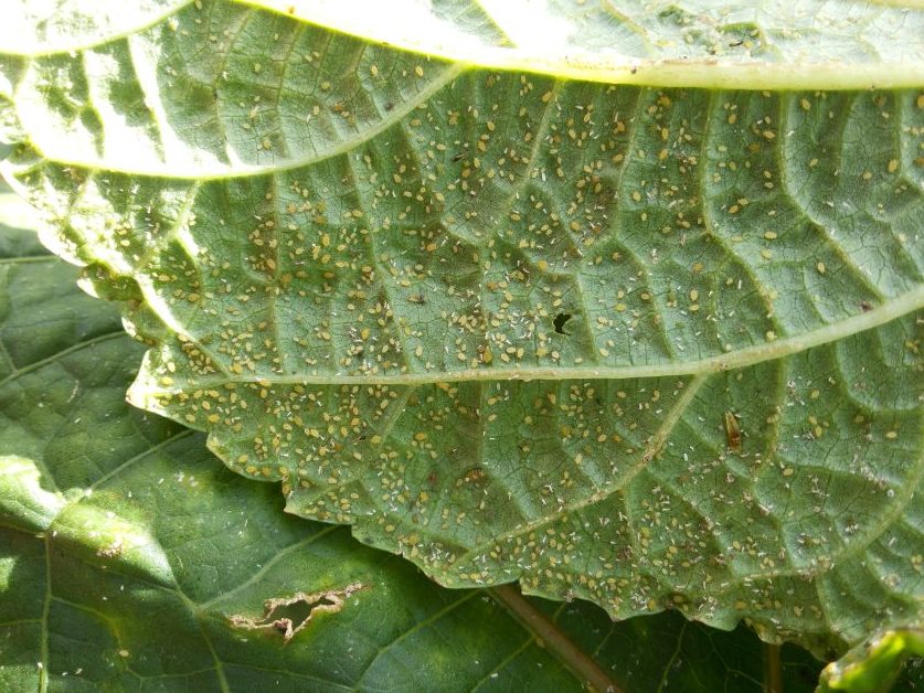 aphids on manihot