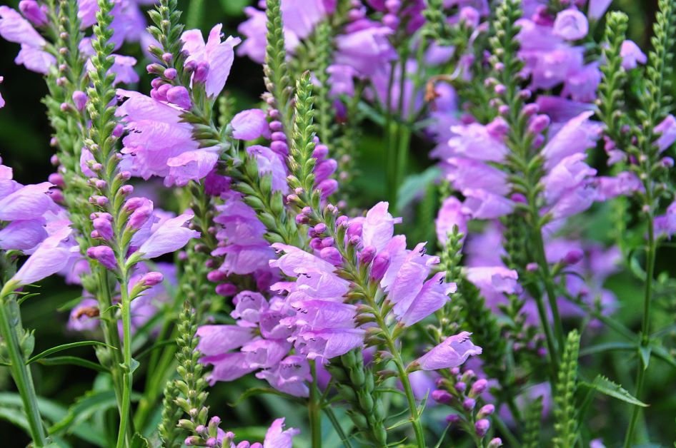 obedient plant for hummingbirds