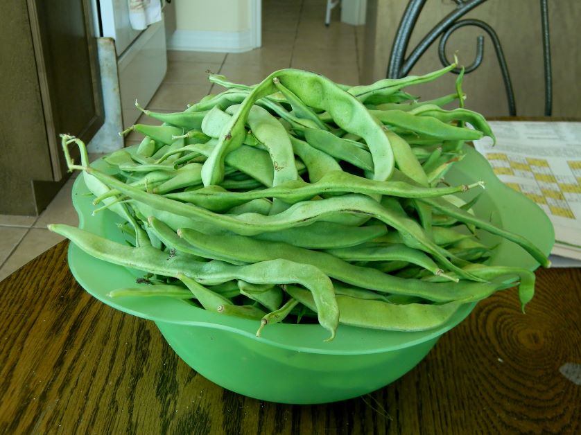 qing bian romano beans