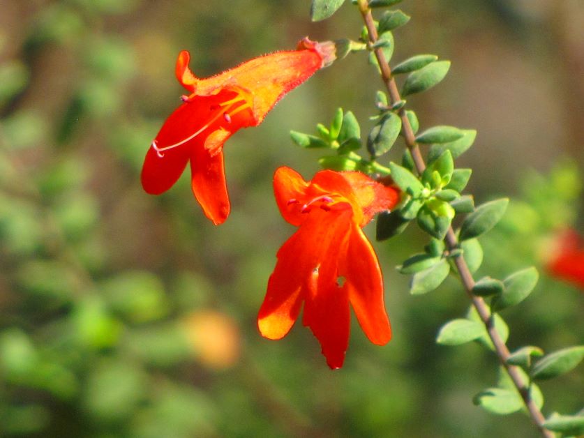 red basil for hummingbirds