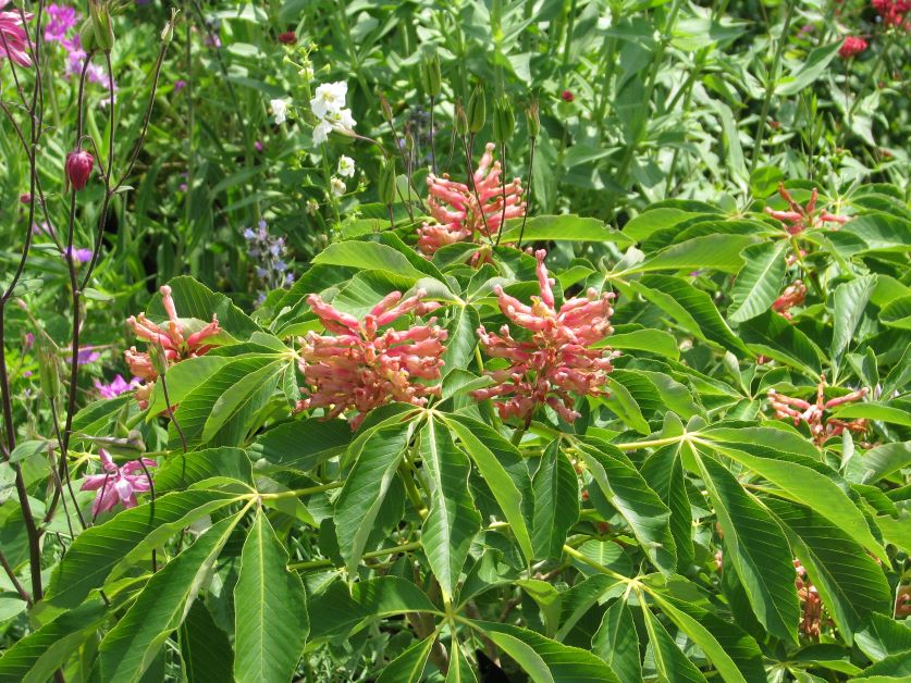 florida native plants for hummingbirds