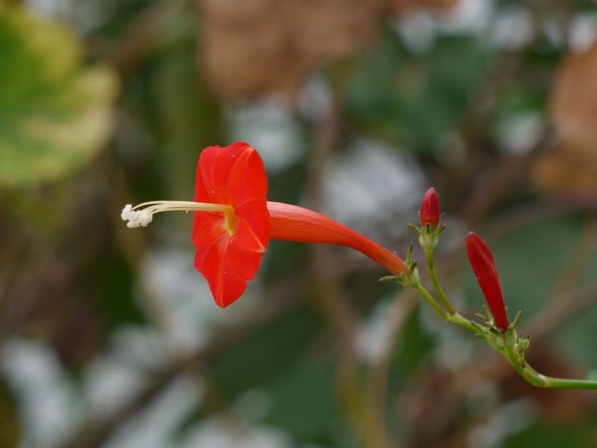 scarlet morning glory for hummingbirds