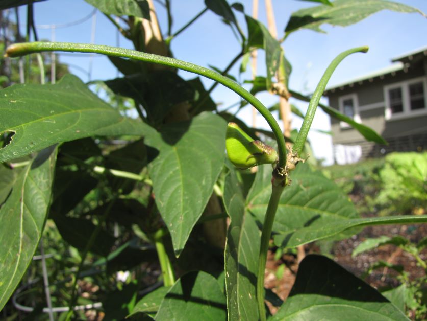 southern peas