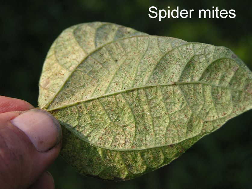 spider mites on beans