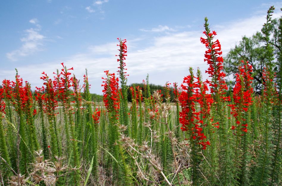 standing cypress for hummingbirds