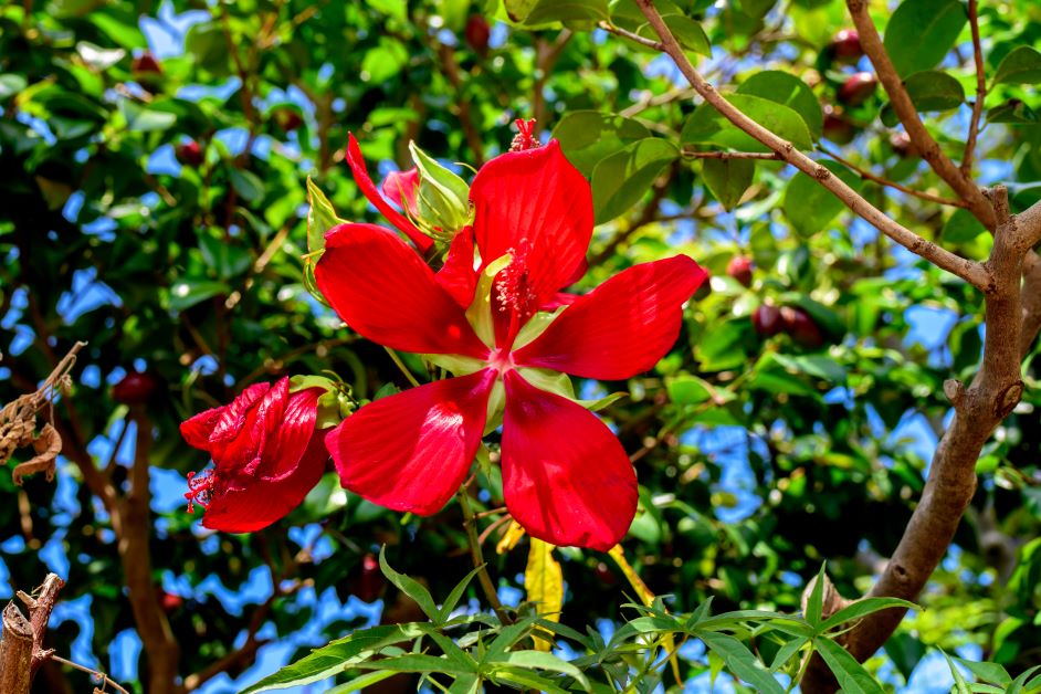 red star hibiscus for hummingbirds