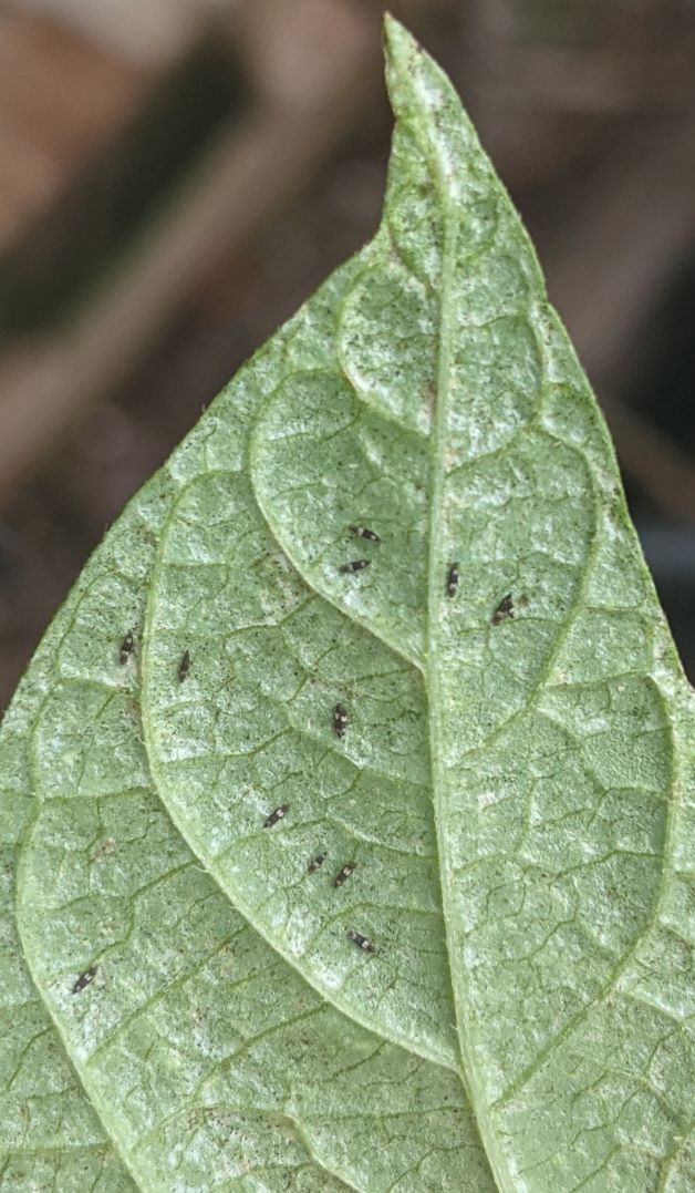 thrips on beans