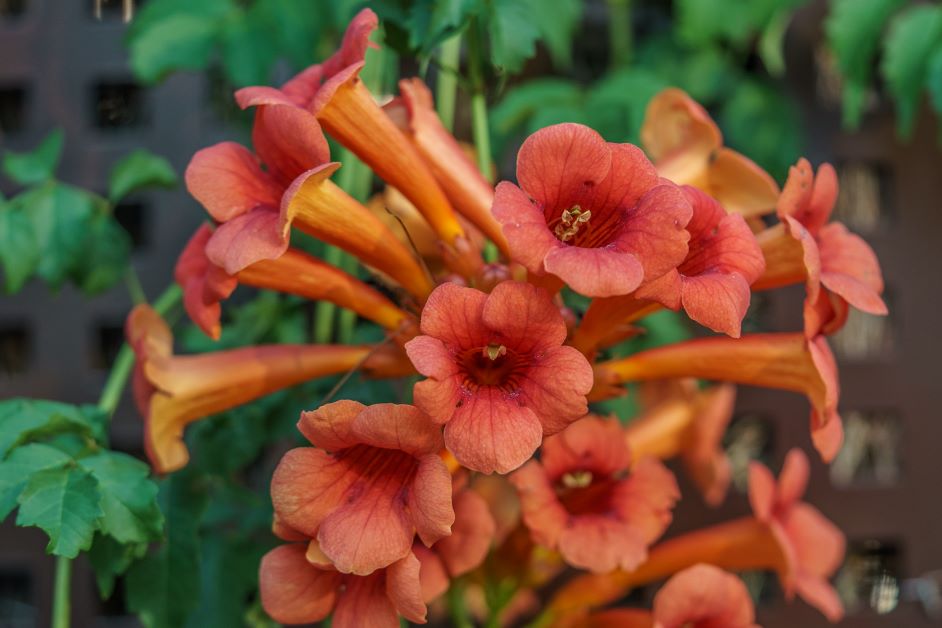 trumpet vine for hummingbirds