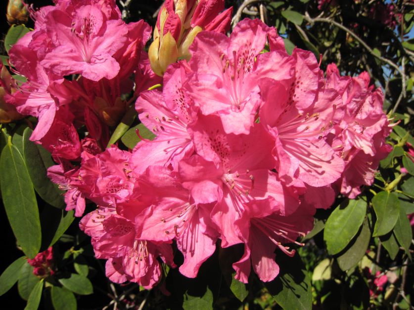 wild azalea for hummingbirds