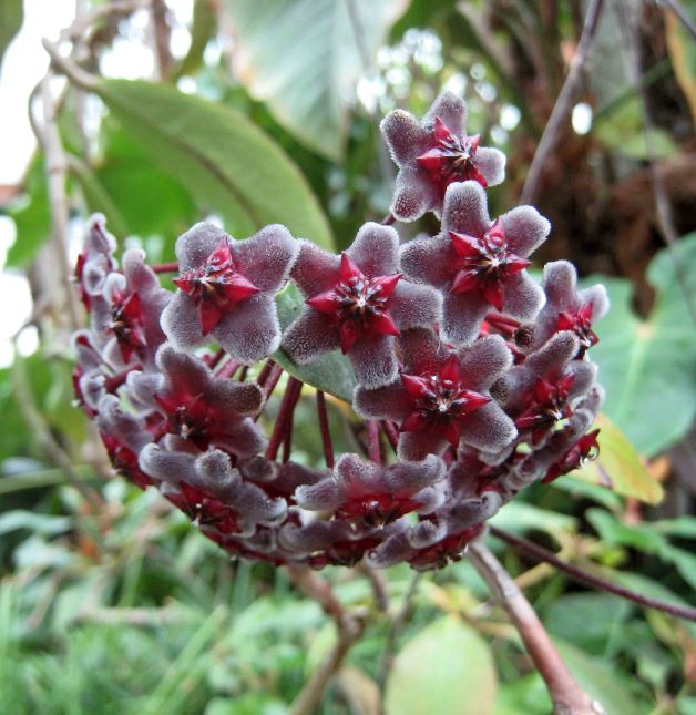 black hoya splash