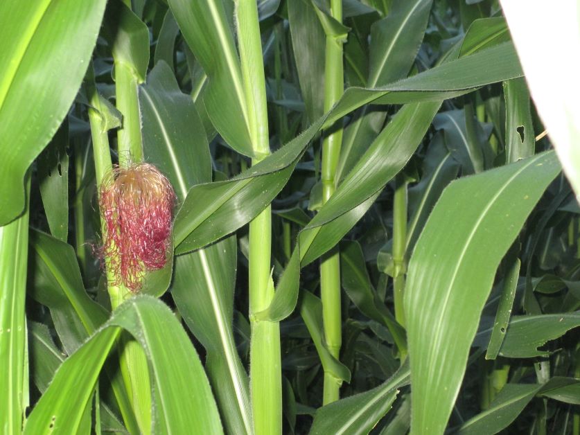 baby corn growing