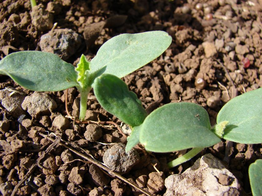 how to plant korean melons