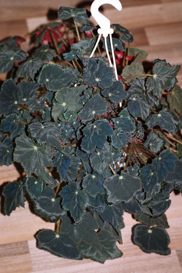 black rex begonia