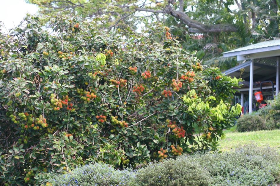 rambutan tree