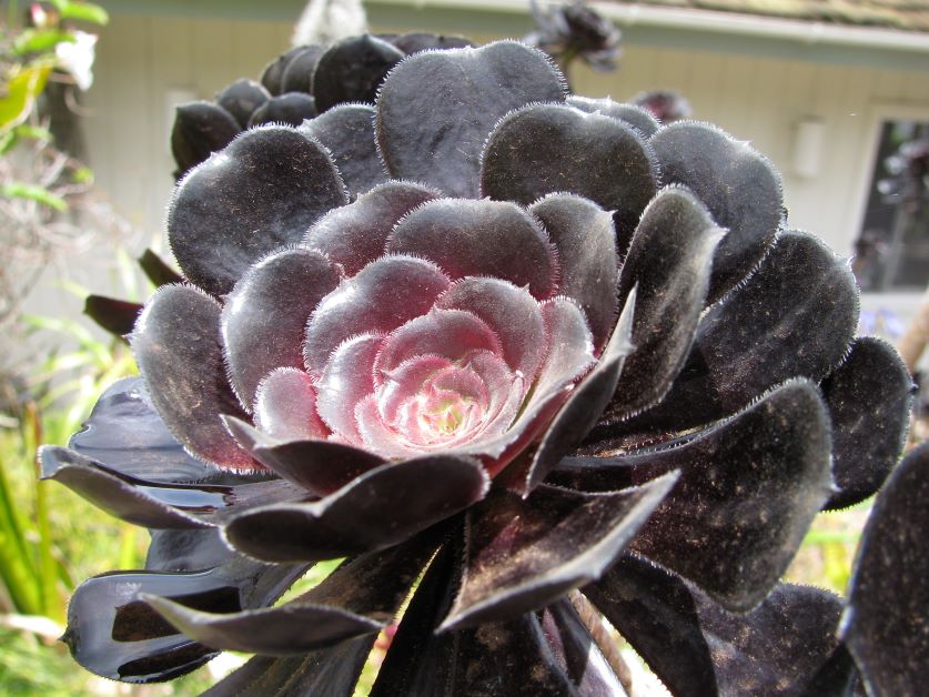 black rose Aeonium