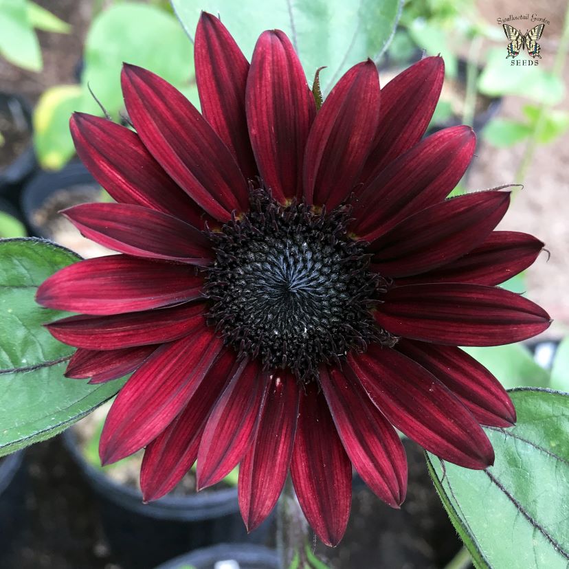 black sunflower