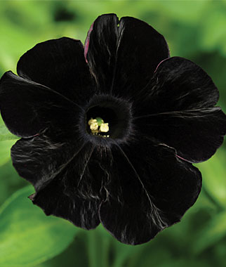 black petunia