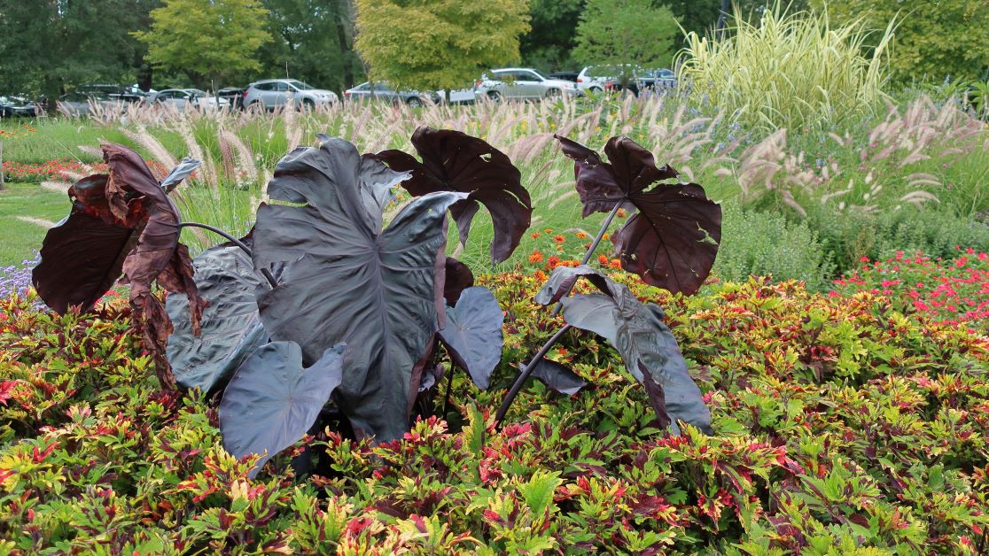 black elephant ear