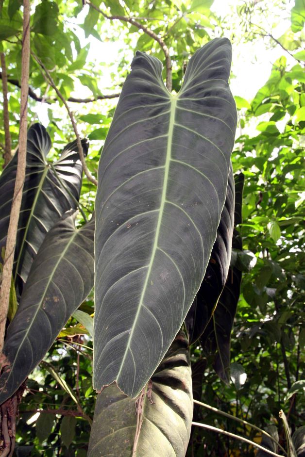 black philodendron