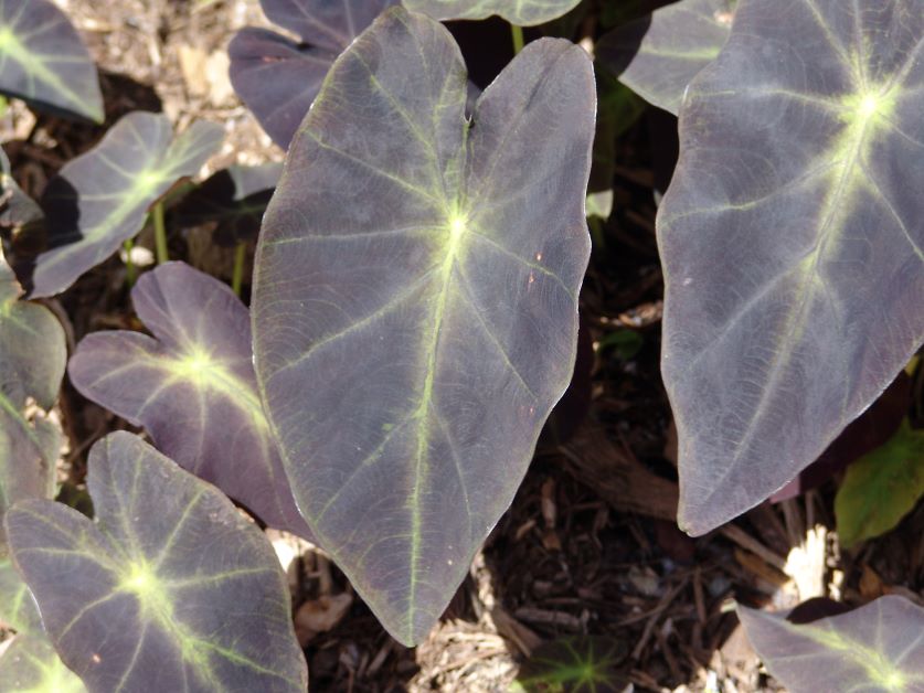 black magic colocasia