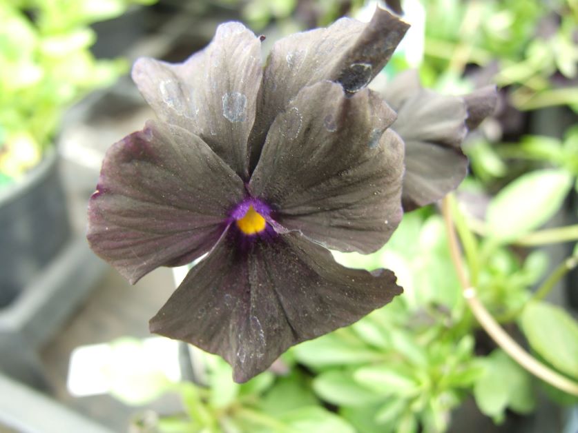 black pansy