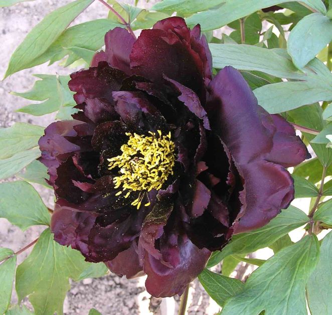 black poppy