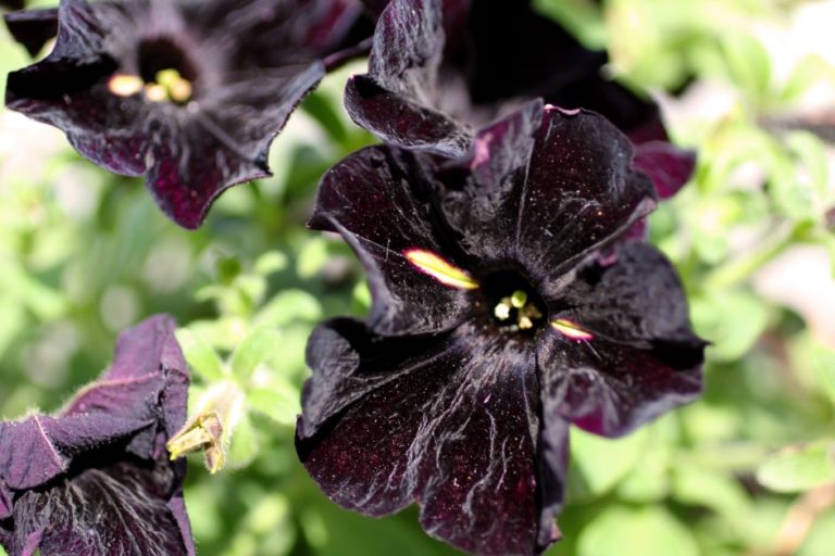 21 Black Plants for Your Goth Garden