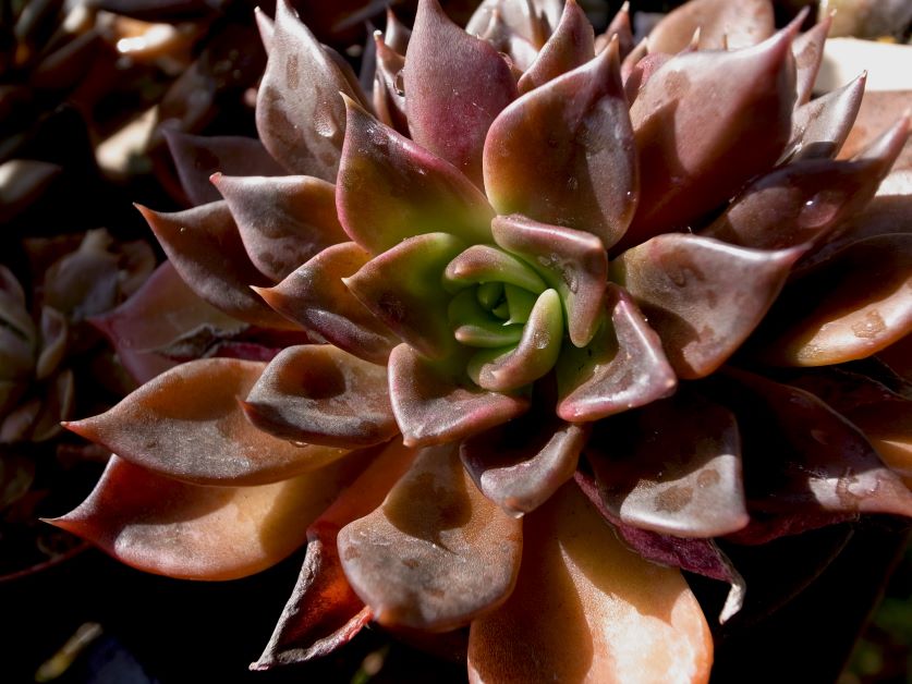 black prince echeveria