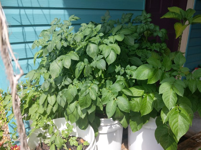 growing potatoes in containers in Florida