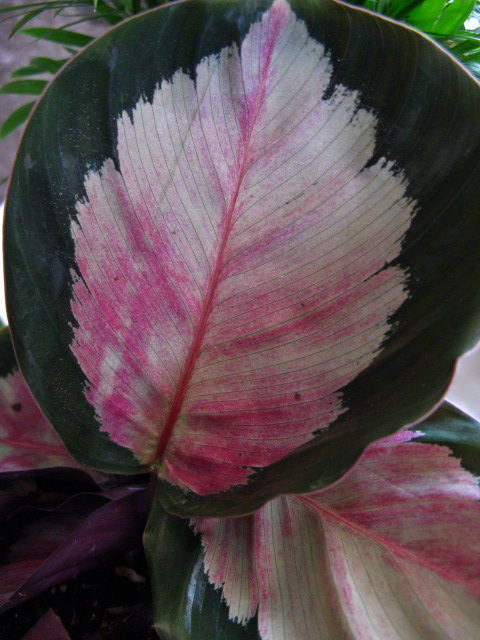 black calathea