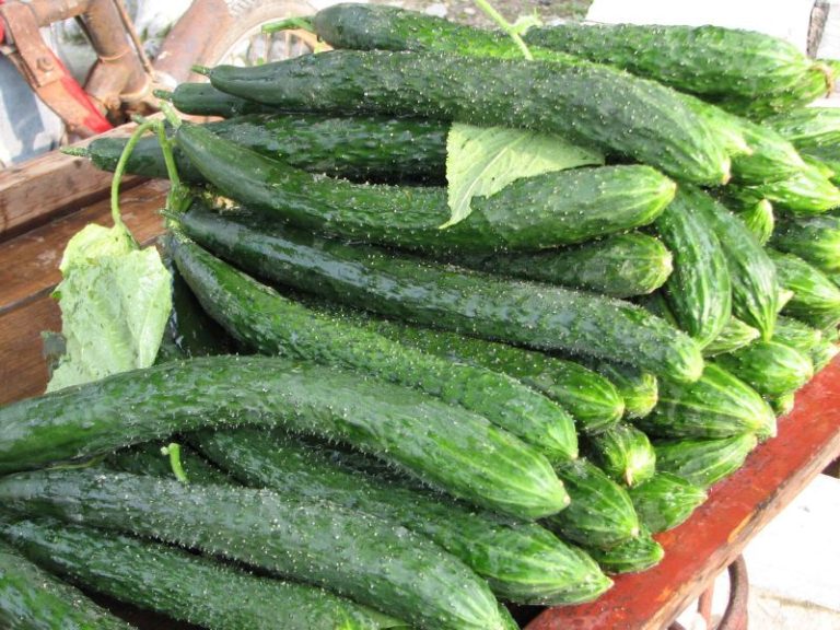 How to Grow Suyo Long Cucumber