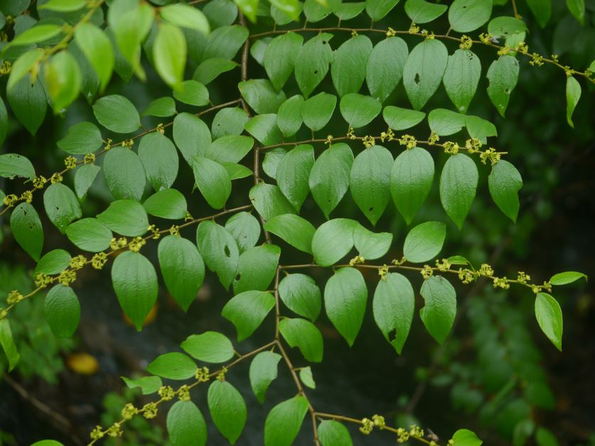 chinese jujube leaves