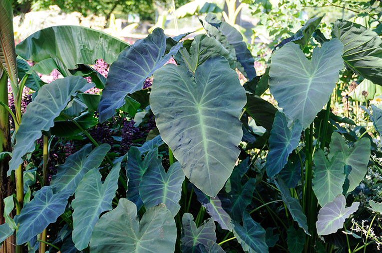 coal miner colocasia