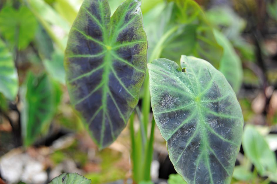 colocasia illustris