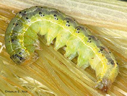 corn earworm caterpillar