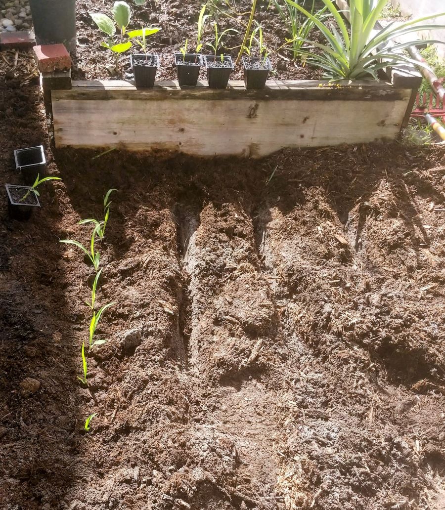 how to plant baby corn
