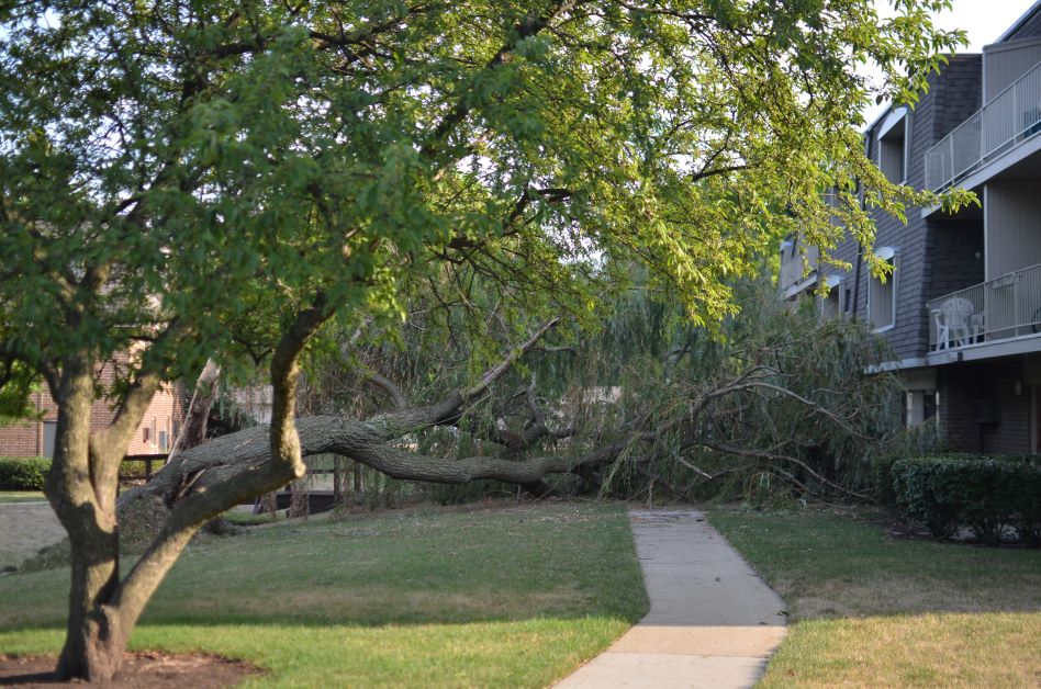 downed trees